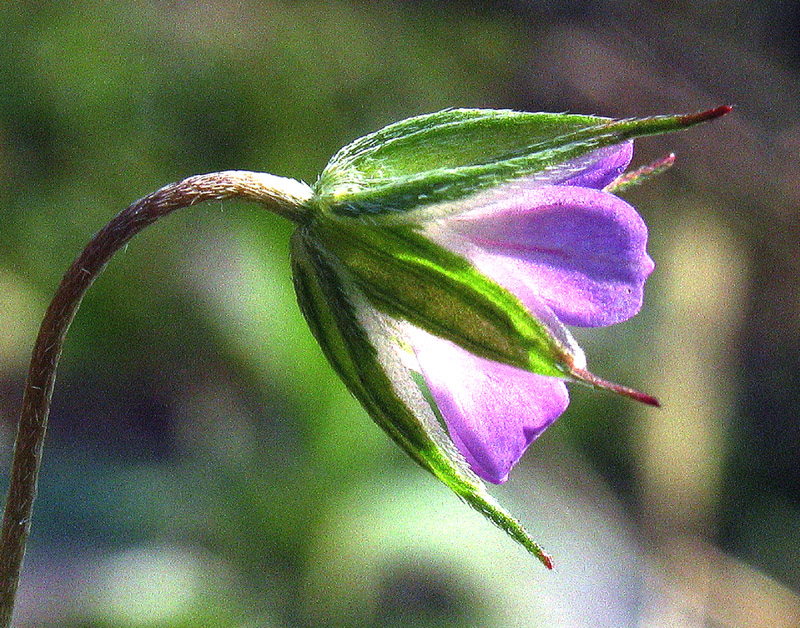 Geranium columbinum / Geranio colombino